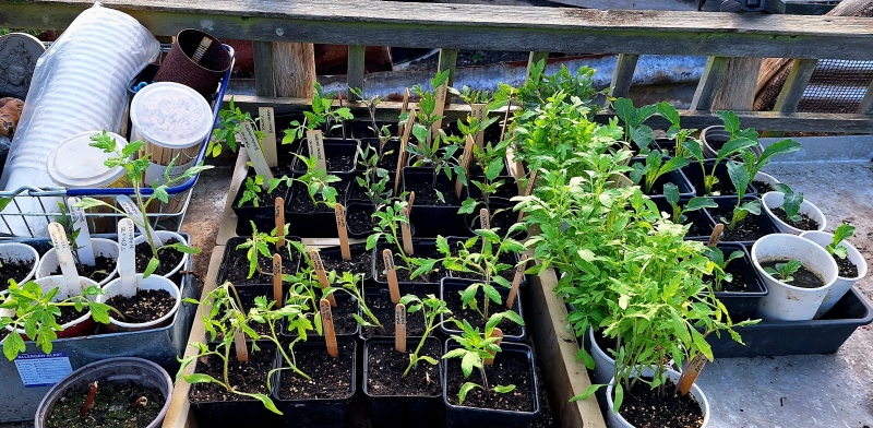 Gabrielle's Allotment
